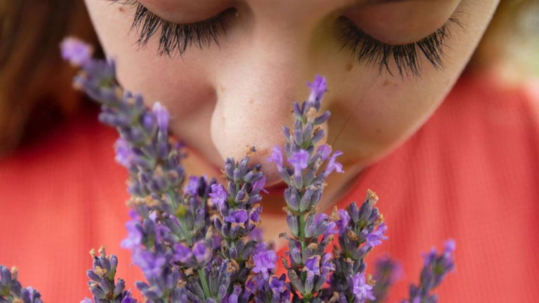 Aceite de lavanda: usos, beneficios y propiedades