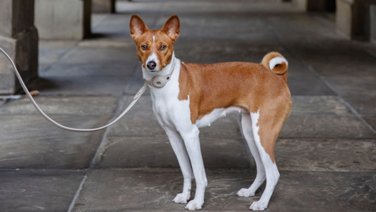 Elegancia y tecnología para tu mascota: collares que combinan diseño, seguridad y conciencia ecológica