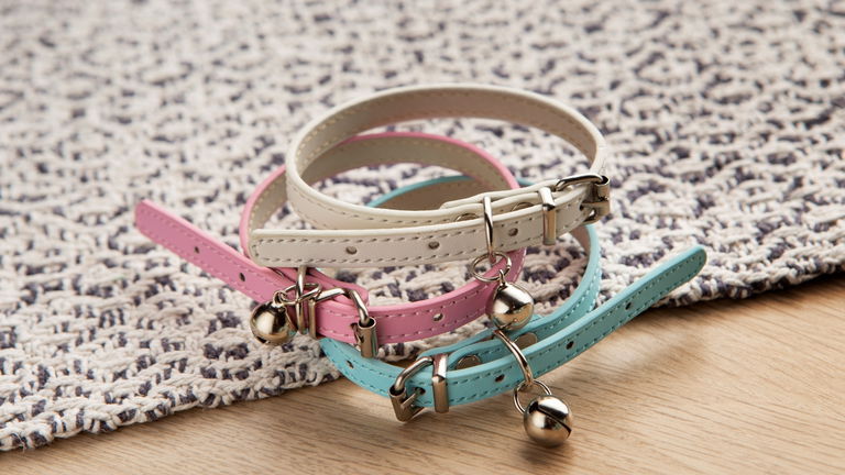 Collares con estilo para salir a celebrar el Día Mundial del Perro