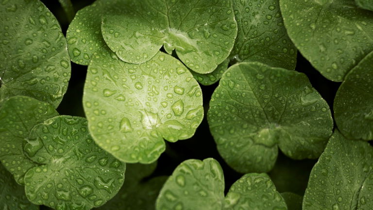 Centella asiática: el ingrediente regenerador que está revolucionando la cosmética