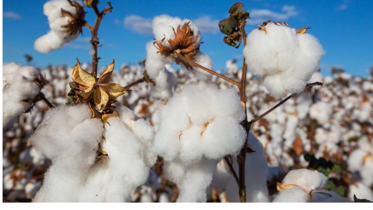 Por qué el algodón sigue siendo el rey de los básicos: historia, propiedades y futuro de este tejido universal